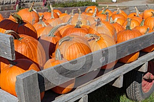 Wagon Load of Maine Halloween Pumpkins