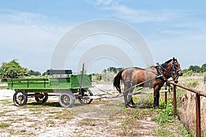 Wagon and team of horses