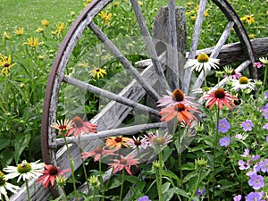Wagon Wheel Flowers