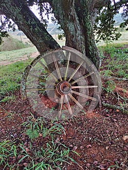 Wagon wheel by a tree. Taken with a Nokia 8.3