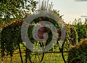 wagon with wooden wheels with vases full flowering plants. Green hanging creeper plants in wooden vases on the street