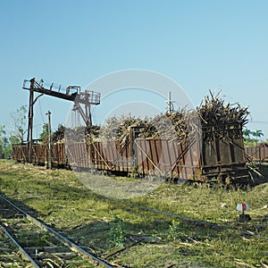 Wagons full of sugar cane