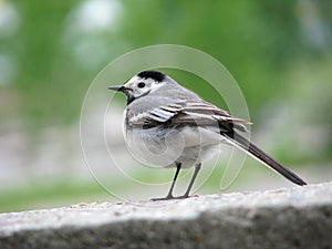 Wagtail