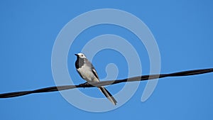 Wagtail bird on an electric cable, La Coruna, Spain, Europe