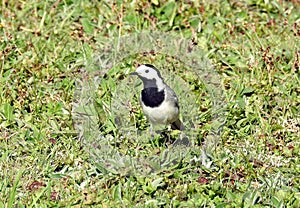 Wagtail bird on fresh spring grass, Lithuania