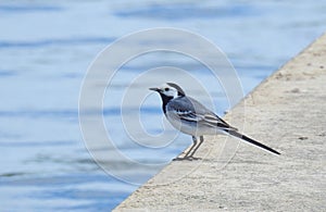 Wagtail bird