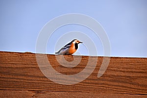 A wagtail bird on a piece of wood in the evening