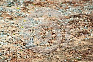 Wagtail bird walking on the ground