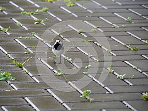 Wagtail bird at wet cobblestone