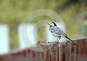 Wagtail on the fence little bird