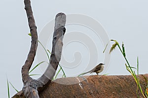 A wagtail foraging on a misty morning