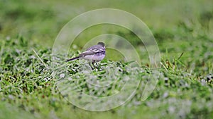 wagtail in green grass is looking for insects and worms