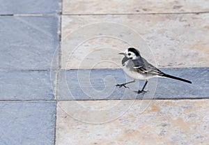 The wagtail- Hurghada-Egypt 67