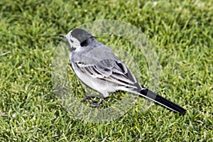 The wagtail- Hurghada-Egypt 73