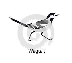 Wagtail isolated on white background. Adorable small insectivorous passerine bird. Wild avian species with black and