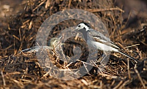 Wagtail lactescent