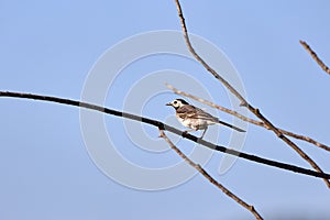 The Wagtail Motacilla alba, Linnaeus