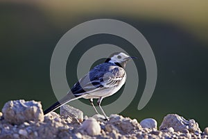 The Wagtail Motacilla alba, Linnaeus