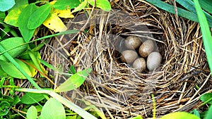 Wagtail nest on the seaside meadow