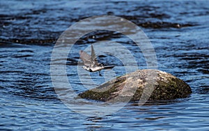 Wagtail photo