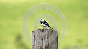 Wagtail sitting on a fence post