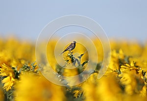 Wagtail sitting on sunflower