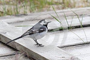 Wagtail sitting on a tree. ukraine. 2017