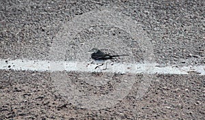 The wagtails going along the demarcation strip on the road photo