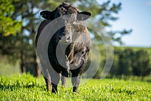 Wagyu bull in a field in outback Australia photo