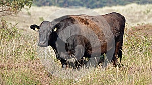 Wagyu Cow grazing in the Schoorlse Duinen in North Holland, the Netherlands photo