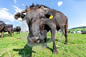 Una vaca bastidores sobre el prado verde 