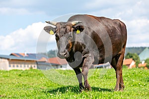 Una vaca bastidores sobre el prado verde 