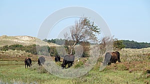 Wagyu Cows grazing in the Schoorlse Duinen in North Holland, the Netherlands
