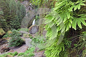 Wahclella Falls with Maidenhair Ferns