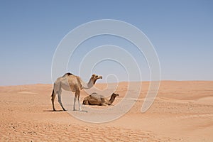 Wahibah Sands with Camels