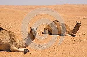 Wahibah Sands with Camels