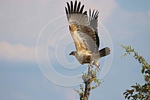 Wahlberg Eagle, Zimbabwe, Hwange National Park