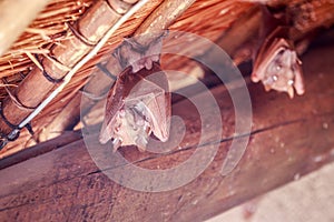 Wahlberg's epauletted fruit bat hanging upside down. photo