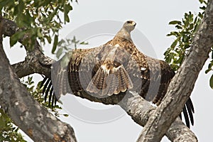 Wahlbergs Arend, Wahlberg's Eagle, Hieraaetus wahlbergi