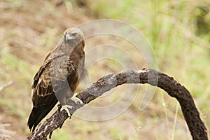 Wahlbergs Arend, Wahlberg's Eagle, Hieraaetus wahlbergi