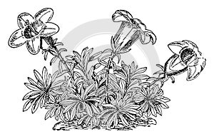 Wahlenbergia Serpyllifolia vintage illustration photo