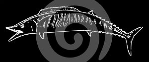 Wahoo fish on black background photo