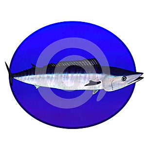 A wahoo fish underwater in a blue circle