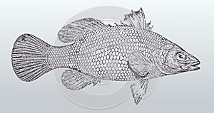 Waigieu seaperch, waigeo barramundi psammoperca waigiensis, fish from australia