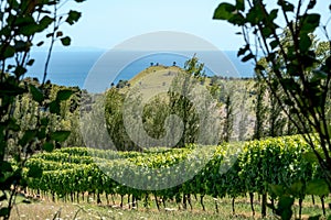 Waiheke Island vineyard