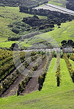 Waiheke Island Vineyard