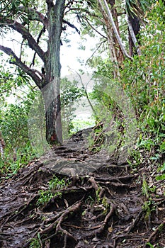 Waikamoi Nature Trail covered in tree roots at Koolau Forest Reserve in in Kula, Maui, Hawaii