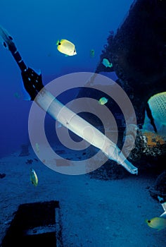 Waikiki Artificial Reef Marine Life