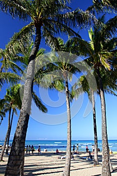 Waikiki Beach, Honolulu, Oahu, Hawaii