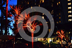 Waikiki Beach Palm Tree Silhouette
